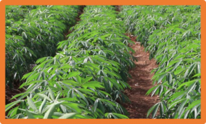Genetic analysis and QTL mapping for multiple biotic stress resistance in cassava