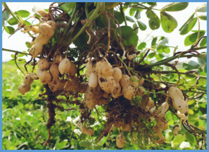 Comprehensive genomic characterization of NAC transcription factor family and their response to salt and drought stress in peanut