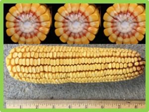Fine mapping of qKRN8, a QTL for maize kernel row number, and prediction of the candidate gene