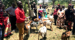 Auctions in markets herald higher incomes for malawi&rsquo;s crop-livestock farmers