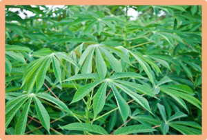 Photosynthesis across African cassava germplasm is limited by Rubisco and mesophyll conductance at steady state, but by stomatal conductance in fluctuating light