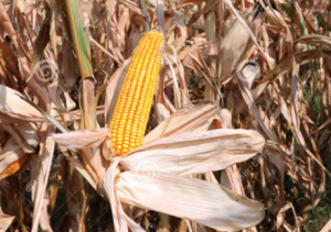 Genomics of Maize Resistance to Fusarium Ear Rot and Fumonisin Contamination