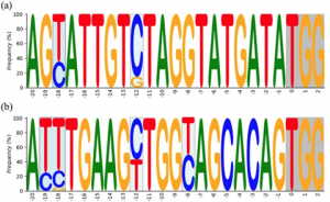 Multiple gene substitution by Target-AID base-editing technology in tomato