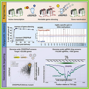 Genome-wide programmable transcriptional memory by CRISPR-based epigenome editing