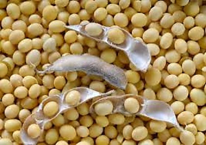 Comparative selective signature analysis and high-resolution GWAS reveal a new candidate gene controlling seed weight in soybean