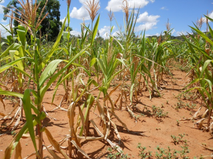 Genetic control of root plasticity in response to salt stress in maize