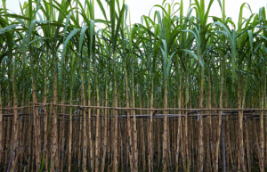 Strategies and considerations for implementing genomic selection to improve traits with additive and non-additive genetic architectures in sugarcane breeding