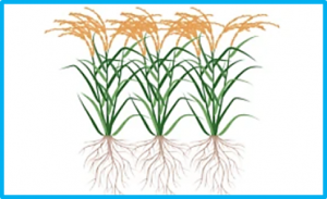 Crop breeding for a changing climate: integrating phenomics and genomics with bioinformatics