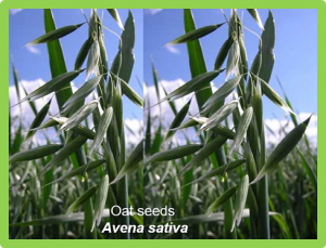 Multi-omics prediction of oat agronomic and seed nutritional traits across environments and in distantly related populations