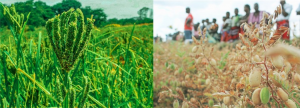 Malawi officially releases its first improved chickpea and finger millet varieties