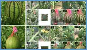 Candidate gene analysis of watermelon stripe pattern locus ClSP ongoing recombination suppression