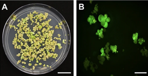 A cationic lipid mediated CRISPR/Cas9 technique for the production of stable genome edited citrus plants