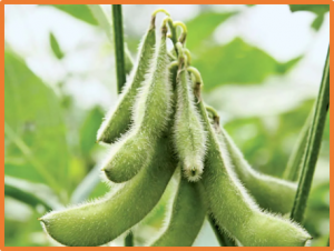 Dissection of the practical soybean breeding pipeline by developing ZDX1, a high-throughput functional array