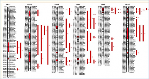 Selection of Candidate Genes Conferring Blast Resistance and Heat Tolerance in Rice through Integration of Meta-QTLs and RNA-Seq