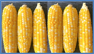 Identification of a candidate gene underlying qHKW3, a QTL for hundred-kernel weight in maize