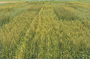 Sparse testing using genomic prediction improves selection for breeding targets in elite spring wheat
