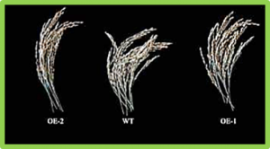 Comparative Analysis of Heat-Tolerant and Heat-Susceptible Rice Highlights the Role of OsNCED1 Gene in Heat Stress Tolerance
