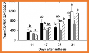 Wheat glutamine synthetase TaGSr-4B is a candidate gene for a QTL of thousand grain weight on chromosome 4B