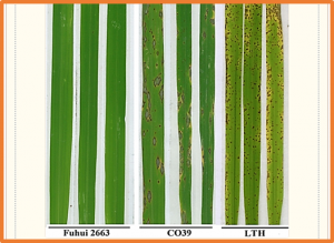 Analysis of a rice blast resistance gene Pita-Fuhui2663 and development of selection marker