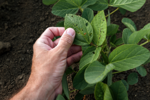 Experts Review Crop Pests` Responses to Climate and Land Management Changes