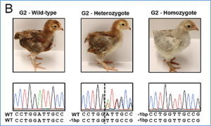 Generation of genome-edited chicken and duck lines by adenovirus-mediated in vivo genome editing