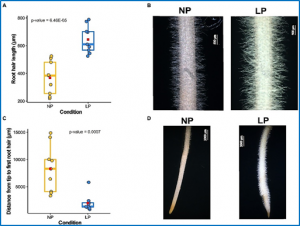 Root hair-specific transcriptome reveals response to low phosphorus in Cicer arietinum