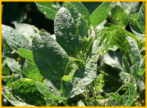Digs out and characterization of the resistance gene accountable to soybean mosaic virus in soybean (Glycine max (L.) Merrill)