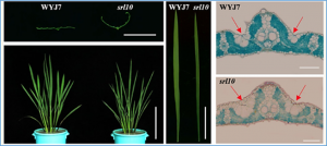 SEMI-ROLLED LEAF 10 stabilizes catalase isozyme B to regulate leaf morphology and thermotolerance in rice (Oryza sativa L.)
