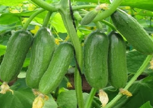 Mutation of CsARC6 affects fruit color and increases fruit nutrition in cucumber