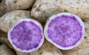 Genome-wide identification and expression analysis of two-component system genes in sweet potato ( Ipomoea batatas L.)