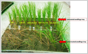 qCTB7 positively regulates cold tolerance at booting stage in rice