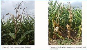 Effects of the quantitative trait locus qPss3 on inhibition of photoperiod sensitivity and resistance to stalk rot disease in maize
