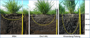 Genetic Mapping of the Root Mycobiota in Rice and its Role in Drought Tolerance