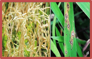 Marker Assisted Introgression of Resistance Genes and Phenotypic Evaluation Enabled Identification of Durable and Broad-Spectrum Blast Resistance in Elite Rice Cultivar, CO 51