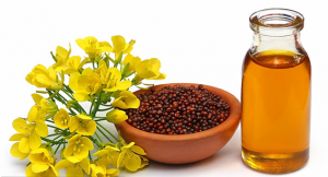 Targeted editing of multiple homologues of GTR1 and GTR2 genes provides the ideal low-seed, high-leaf glucosinolate oilseed mustard with uncompromised defence and yield
