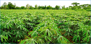Transcriptome and metabolome profiling identify factors potentially involved in pro-vitamin A accumulation in cassava landraces
