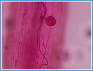 Changes in sulfur in soybean rhizosphere soil and the response of microbial flora in a continuous cropping system mediated by Funneliformis mosseae