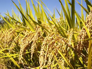 A Knockout of the OsGAPDHC6 Gene Encoding a Cytosolic Glyceraldehyde-3-Phosphate Dehydrogenase Reacts Sensitively to Abiotic Stress in Rice