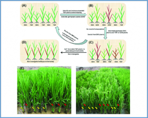 Infuence of the mating design on the additive genetic variance in plant breeding populations