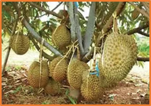 Resequencing of durian genomes reveals large genetic variations among different cultivars