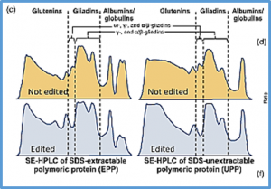 CRISPR-based editing of the &omega;- and &gamma;-gliadin gene clusters reduces wheat immunoreactivity without affecting grain protein quality
