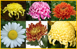 Research advance on cold tolerance in chrysanthemum