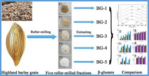 HvBGlu3, a GH1 &beta;-glucosidase enzyme gene, negatively influences &beta;-glucan content in barley grains