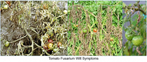 Specific members of the TOPLESS family are susceptibility genes for Fusarium wilt in tomato and Arabidopsis