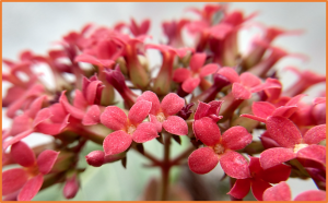 A method of genetic transformation and gene editing of succulents without tissue culture