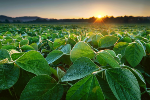 Food Allergens Expert Tackles Safety and Acceptance of GM Crops