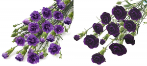 COGEM: No New Indications for Potential Risks in 2 GM Carnations