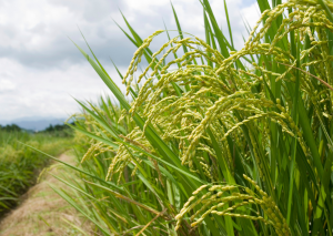 Researchers Use CRISPR-Cas9 to Alter Photosynthesis for the First Time