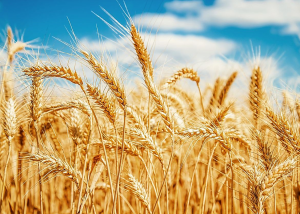 Nitrogen-Fixing Rahnella Bacteria Promotes the Growth of Wheat