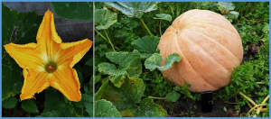 Mapping and transcriptomic profiling reveal that the KNAT6 gene is involved in the dark green peel colour of mature pumpkin fruit (Cucurbita maxima L.)